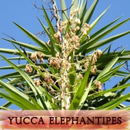 Yucca elephantipes