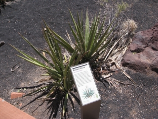 Yucca baccata an einem für sie gut geeigneten Standort