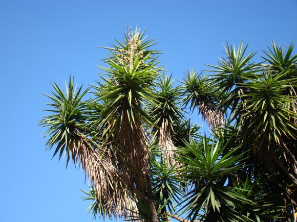 Yucca Palme und blauer Himmel
