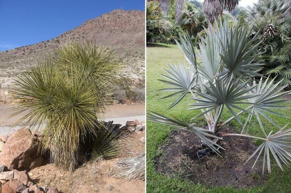 Vergleich zwischen einer Yucca Palme (Yucca elata) und einer echten Palme (Bismarckia Nobilis) - sie sehen sich zum Verwechseln ähnlich aus.